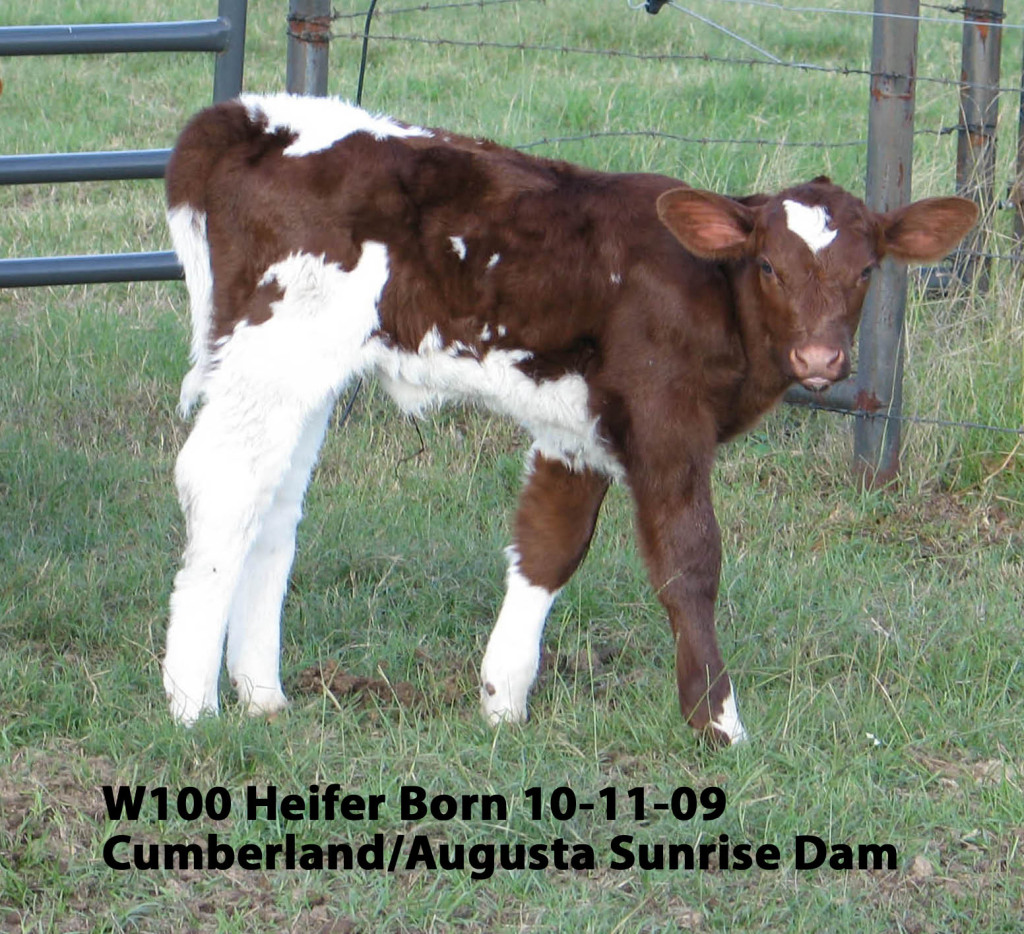 Shorthorn Cattle